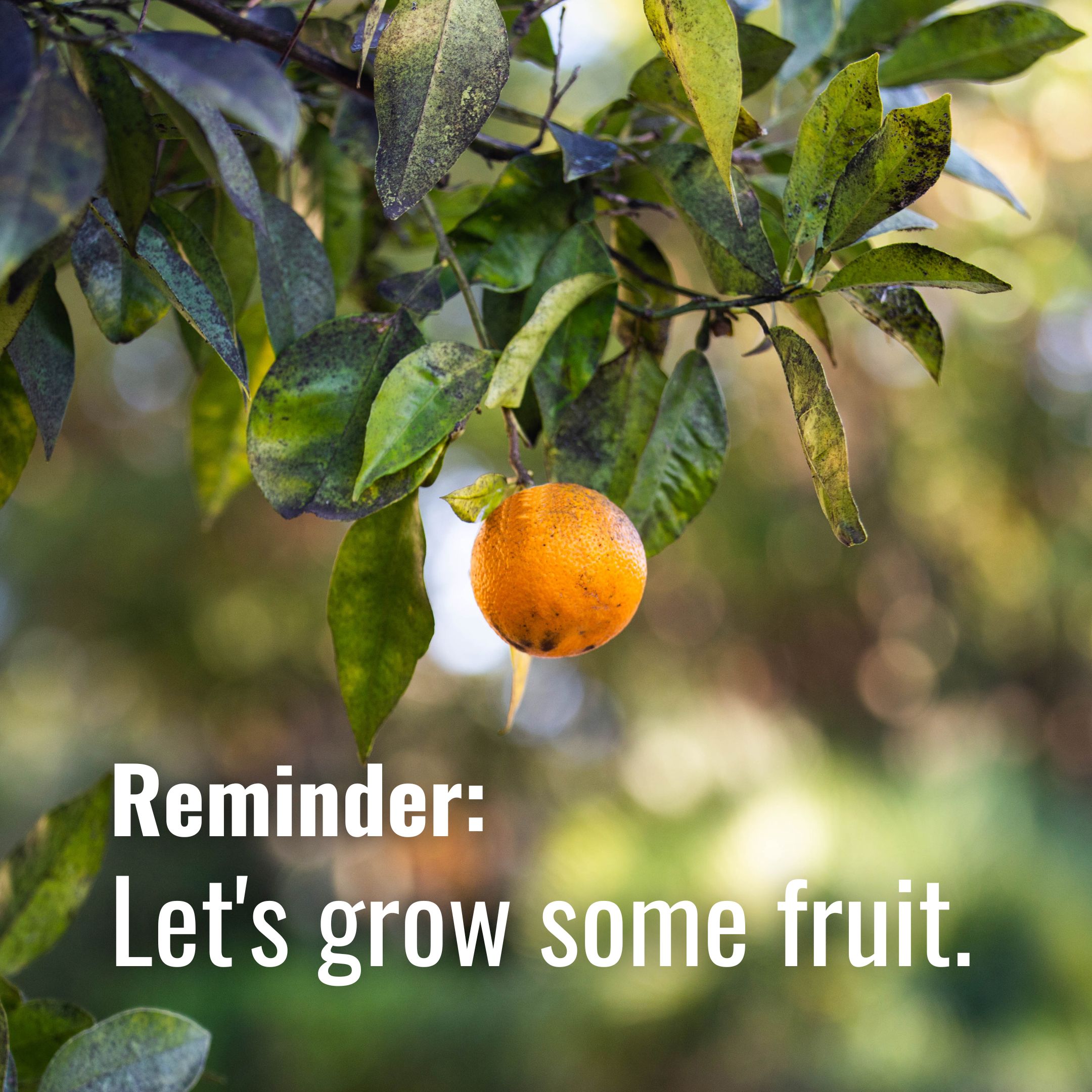 Let's grow some fruit.