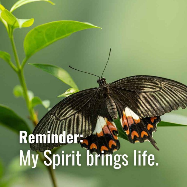 May 29, 2024-My Spirit brings life 🦋